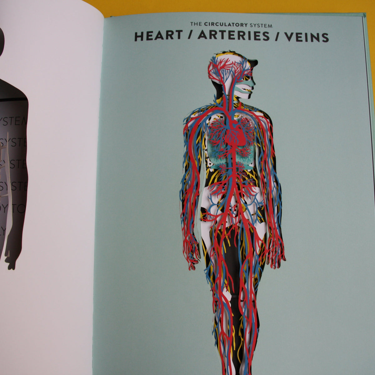 Anatomy: A cutaway look inside the human body – Svovel fabrikk