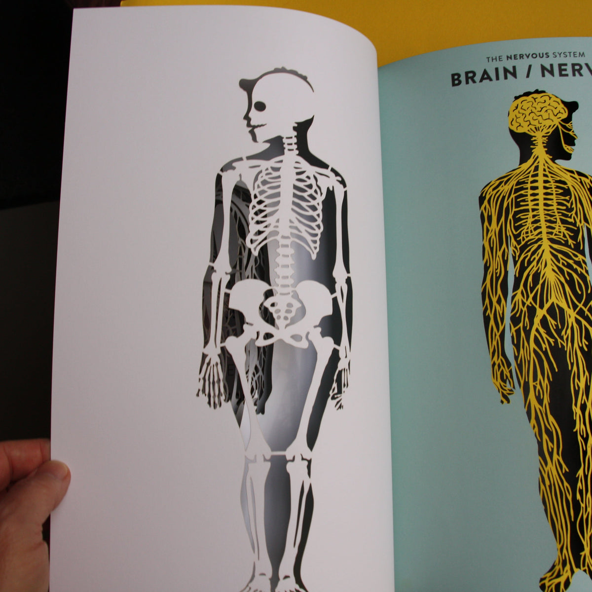 Anatomy: A cutaway look inside the human body – Svovel fabrikk