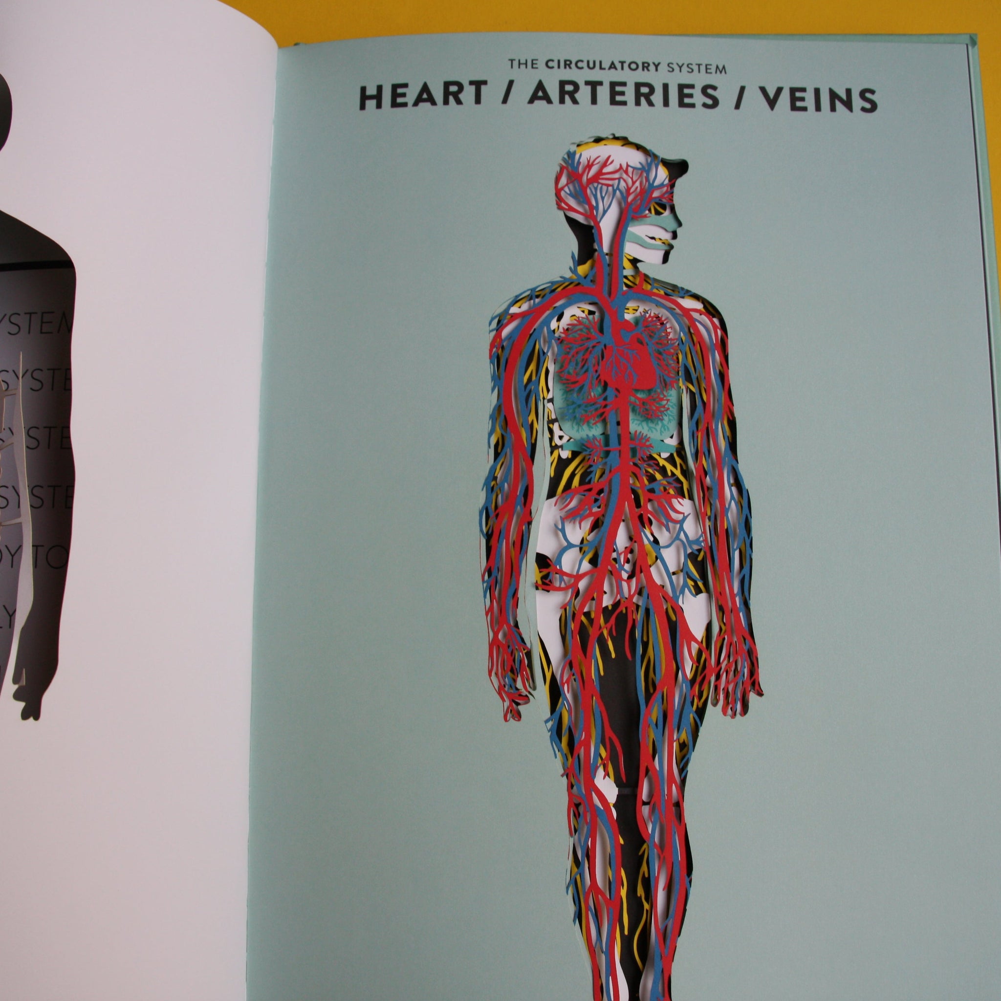 Anatomy: A cutaway look inside the human body – Svovel fabrikk